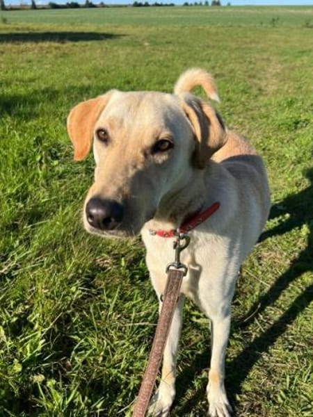 LEN -sucht hundeerfahrene Menschen-