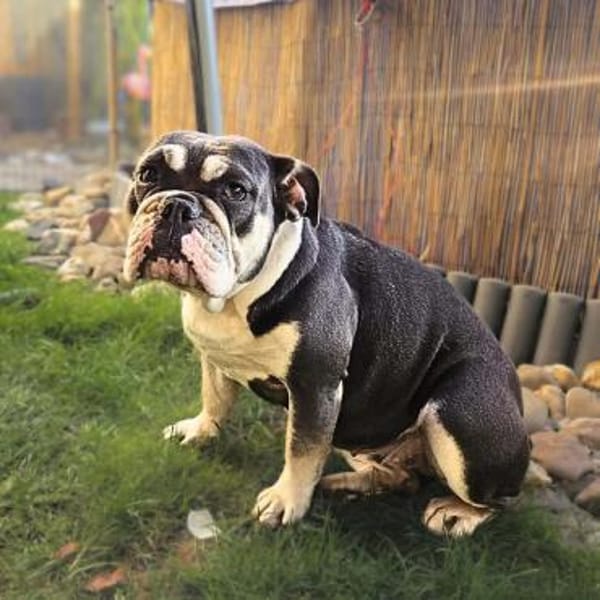 Sally - ist eine Einzelprinzessin