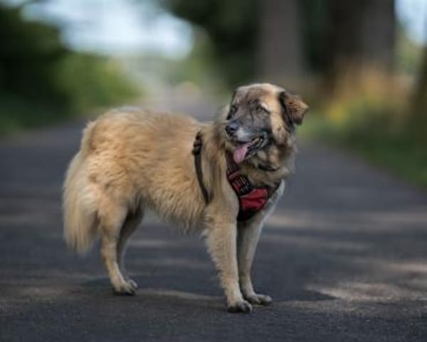BENNY sucht erfahrene Hände