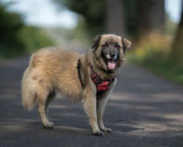 BENNY sucht erfahrene Hände