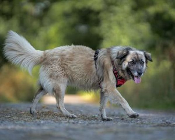 BENNY sucht erfahrene Hände