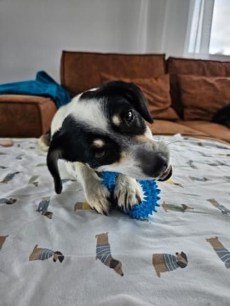 PIPA -bezaubernde kleine Hündin-