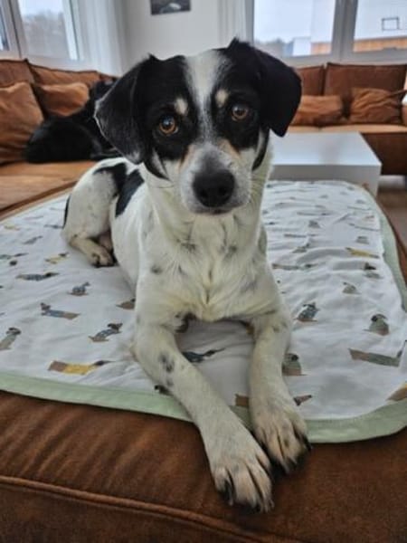 PIPA -bezaubernde kleine Hündin-