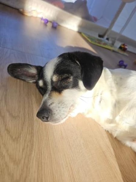 PIPA -bezaubernde kleine Hündin-