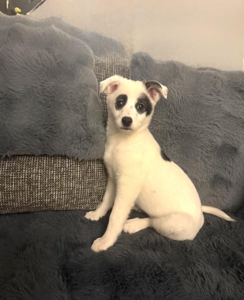 Zara sehr freundlich sucht Körbchen