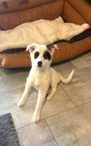 Zara sehr freundlich sucht Körbchen