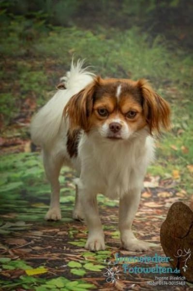 SIBO -liebevoll, fröhlich, anhänglich-