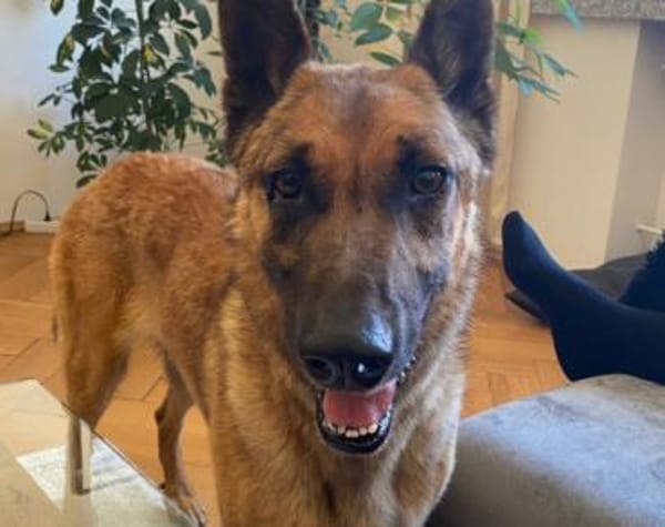 Malinois-Mix ROCKY wartet in 07806 Weira