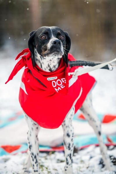 Areti sucht ein Zuhause