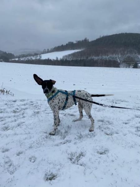 Areti sucht ein Zuhause