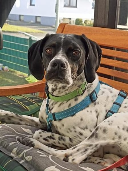 Areti sucht ein Zuhause