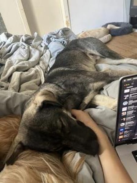 Junghund MORITZ sucht seinen Menschen!