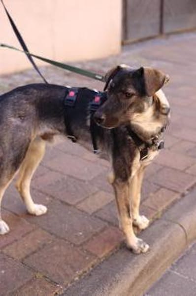 Junghund MORITZ sucht seinen Menschen!