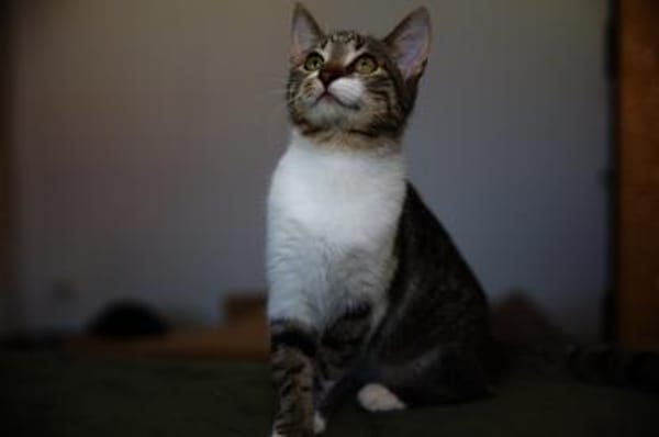 Katzenkind SUKI sucht ihr Zuhause!