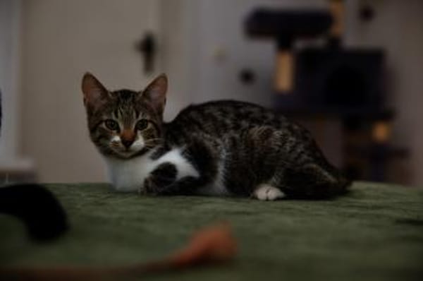 Katzenkind SUKI sucht ihr Zuhause!