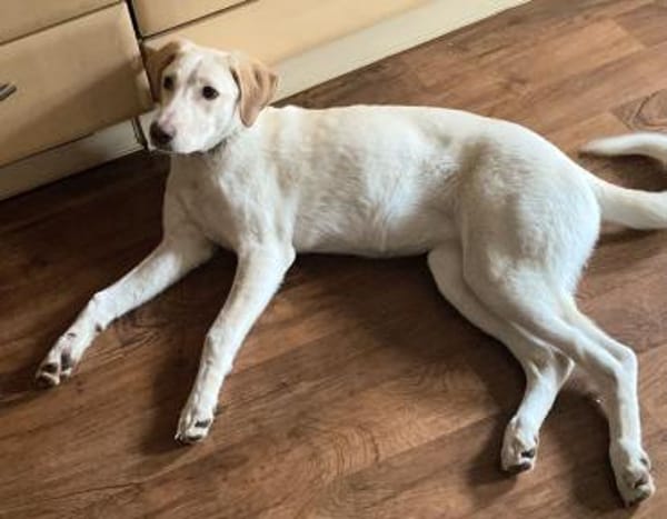 Filippa braucht eine Aufgabe