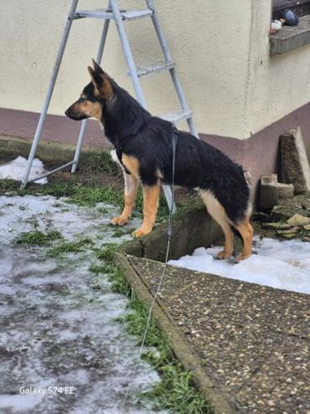 Dora - schlaue Schäferhündin