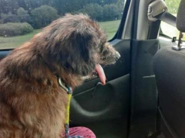 HENRI * bescheidener Hundeopi