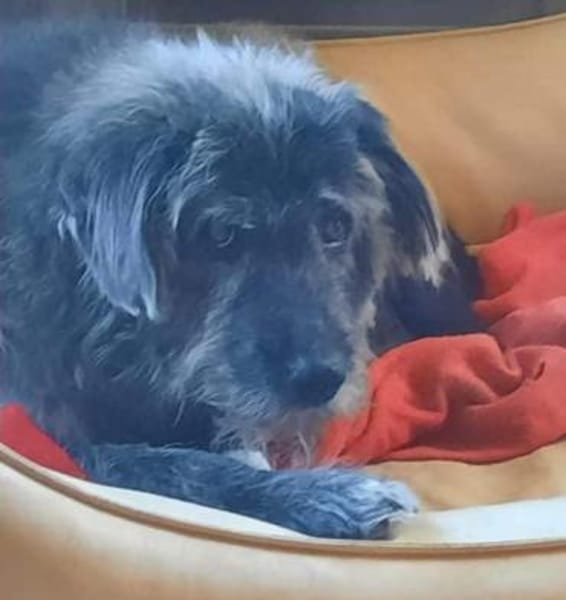 HENRI * bescheidener Hundeopi