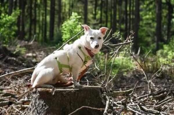 NEVA -sucht hundeerfahrenes Zuhause-