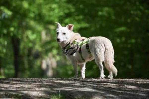 NEVA -sucht hundeerfahrenes Zuhause-