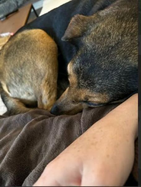 MAXIMA -ruhige, treue Wegbegleiterin-