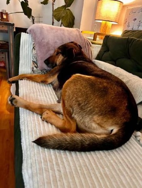 MAXIMA -ruhige, treue Wegbegleiterin-