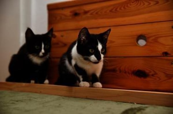 Katzenkind RONJA sucht ihr Zuhause!