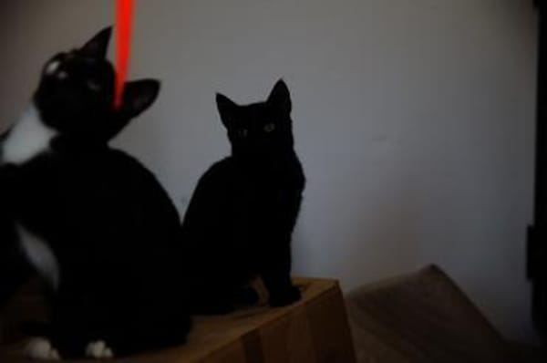 Katzenkind AMAYA sucht ihr Zuhause!