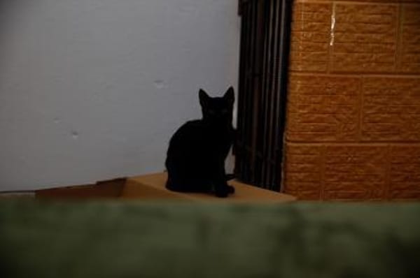 Katzenkind AMAYA sucht ihr Zuhause!