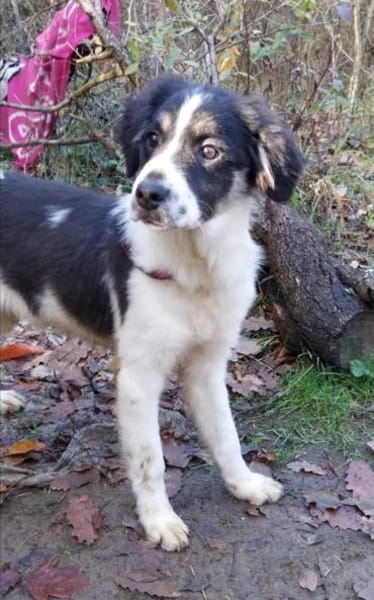 Duke sucht ein aktives Zuhause