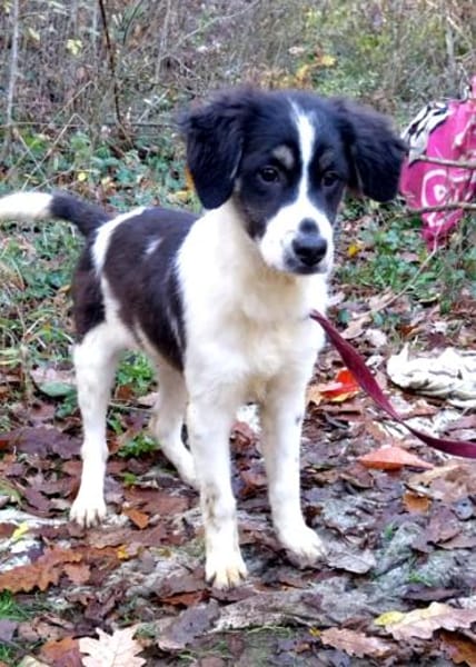 Duke sucht ein aktives Zuhause