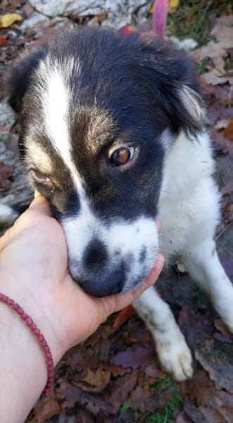 Duke sucht ein aktives Zuhause