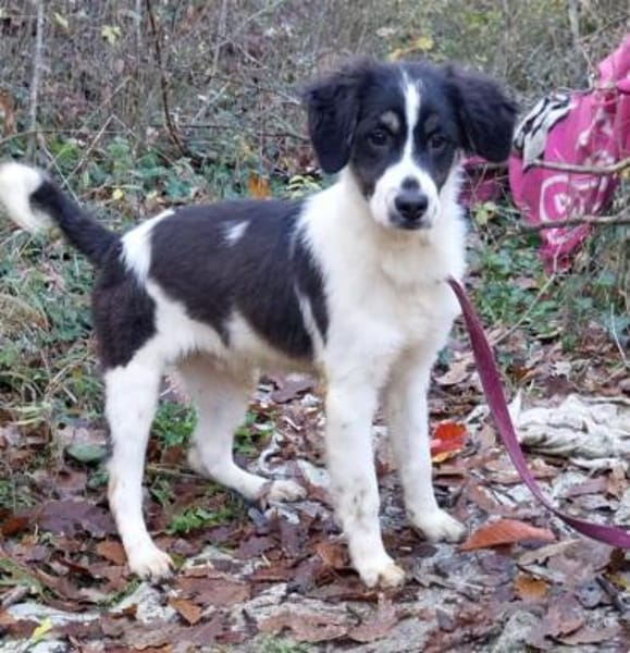 Duke sucht ein aktives Zuhause