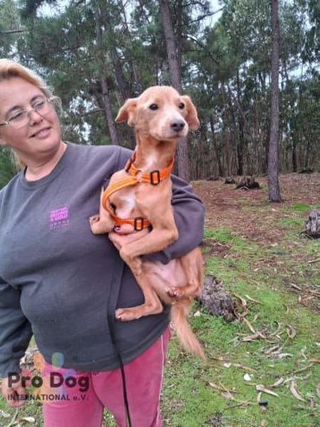 Oscar auf Pflegestelle