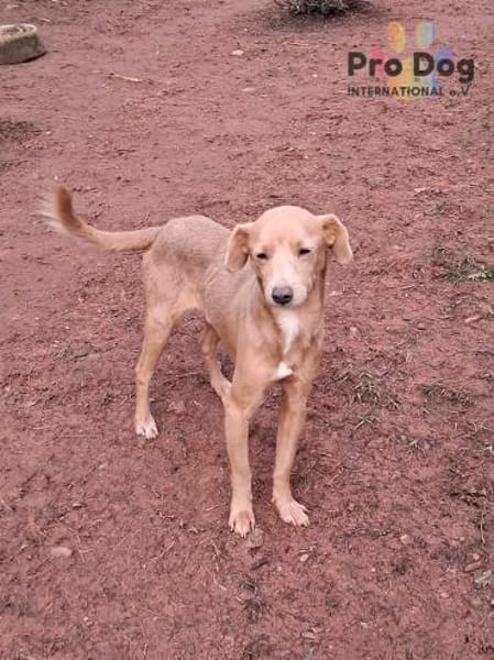 Oscar auf Pflegestelle