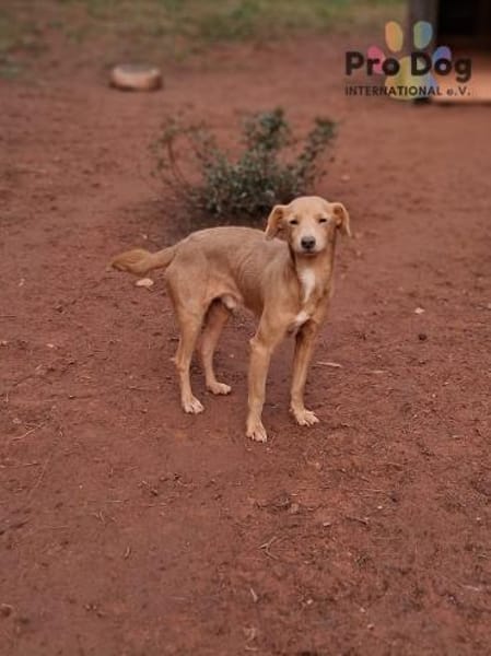 Oscar auf Pflegestelle