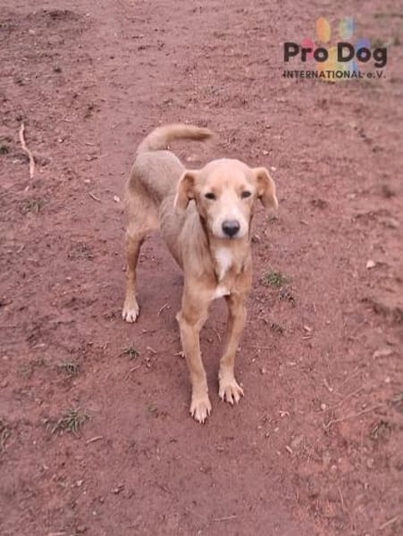 Oscar auf Pflegestelle