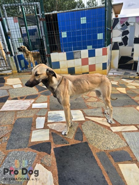 Romy auf Pflegestelle