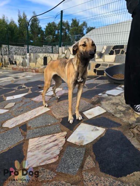 Romy auf Pflegestelle