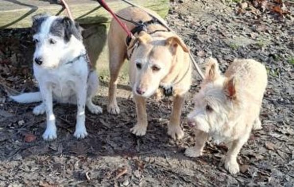 BECKY ❤ bereit für ihr Für-immer-Zuhaus