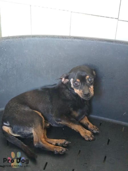 Kiko auf Pflegestelle