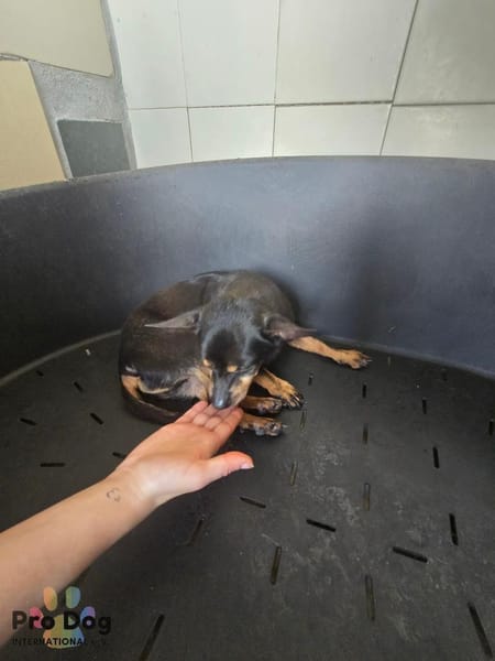 Kiko auf Pflegestelle