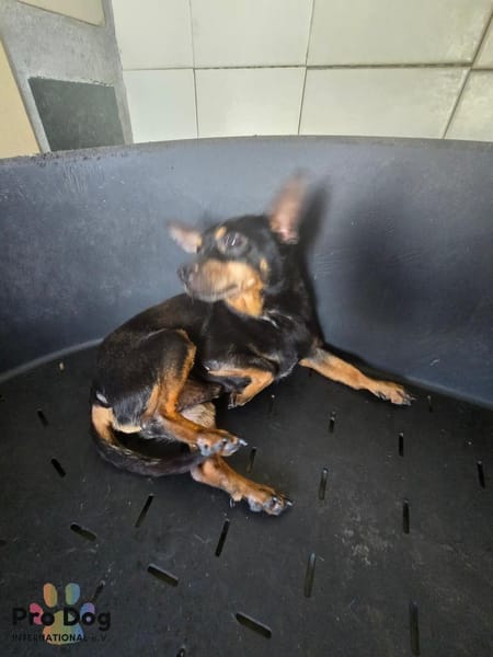 Kiko auf Pflegestelle