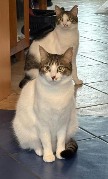 Maple & Sirup aus dem Tierschutz