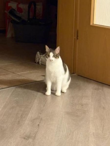 Maple & Sirup aus dem Tierschutz