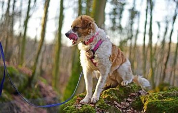 Vicky sucht ihr Für-Immer-Zuhause! 💖🐾