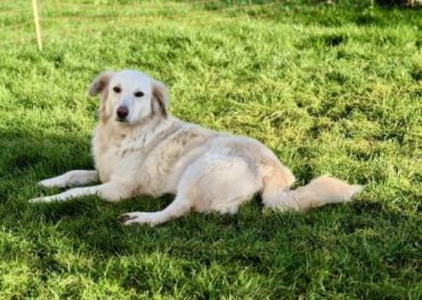 HEIDI -berührende Seelenhündin-