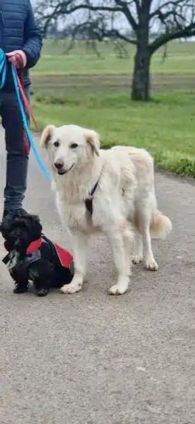 HEIDI -berührende Seelenhündin-