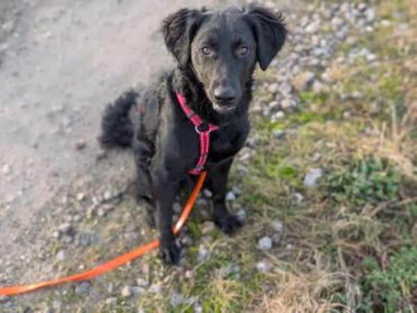 Bari, aktive Labrador Mix Hündin